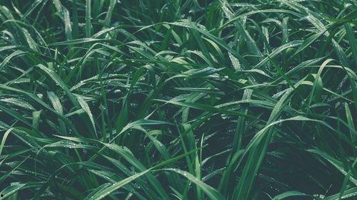 青青青草国产免费  第2张